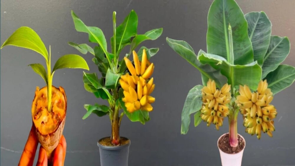 روش کاشت موز