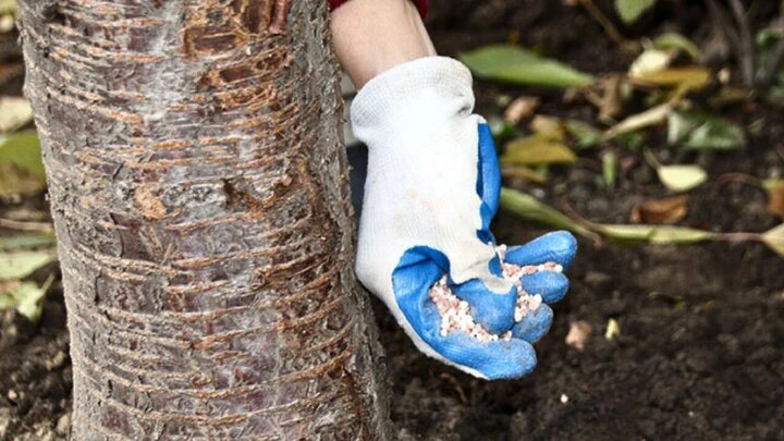 بهترین کود زمستانی برای درختان میوه + تغذیه درختان میوه در فصل سرد