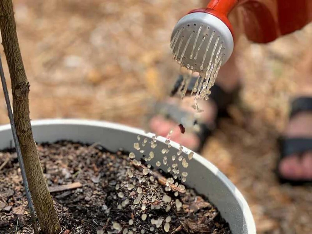 در فصل زمستان چه کودی به درختان بدهیم