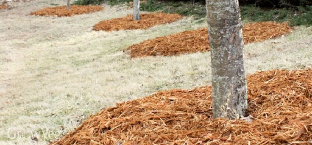 در زمستان چه کودی به درختان بدهیم