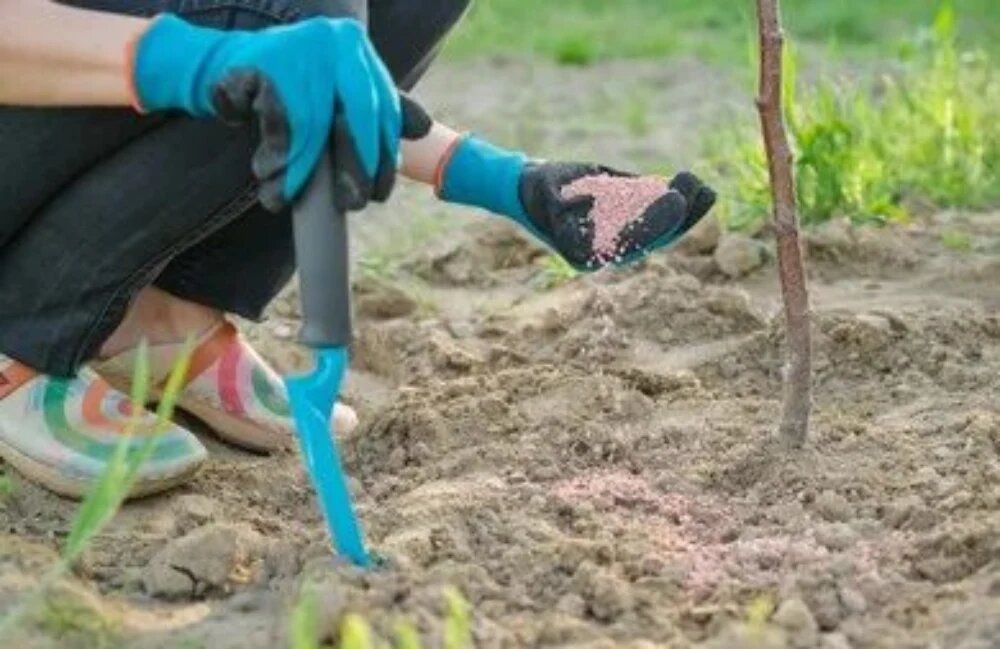 انواع کودهای آلی برای درختان در زمستان