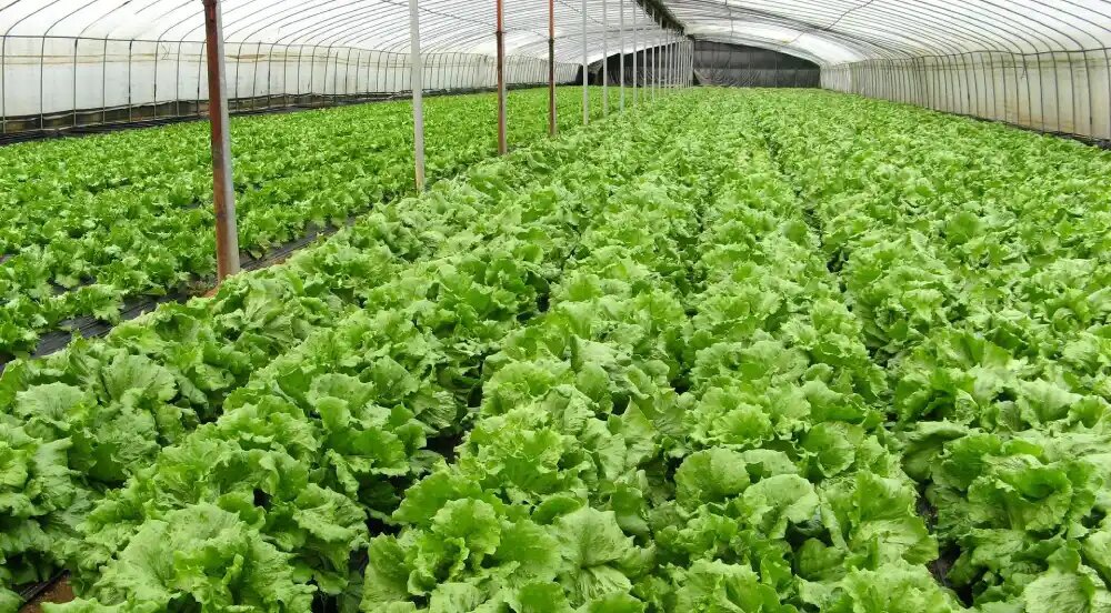 مزایا استفاده از انرژی هسته ای در کشاورزی