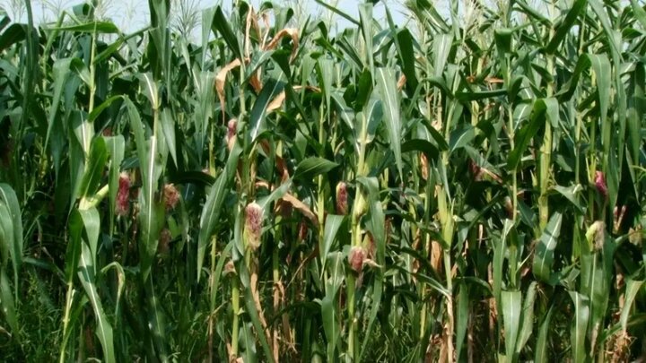 چالش‌ها و راهکارهای کاشت ذرت علوفه‌ای