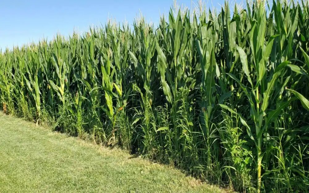 چالش ها و مشکلات کشت ذرت علوفه ای 