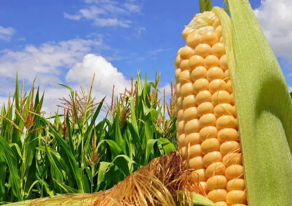 کاشت ذرت علوفه ای 