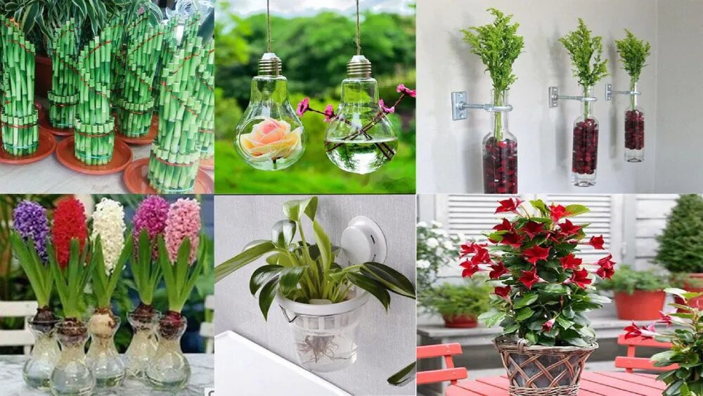 بهترین گلها برای کشت هیدروپونیک 