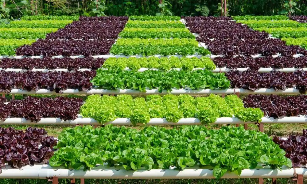 بهترین گیاه برای کشت هیدروپونیک کاهو 