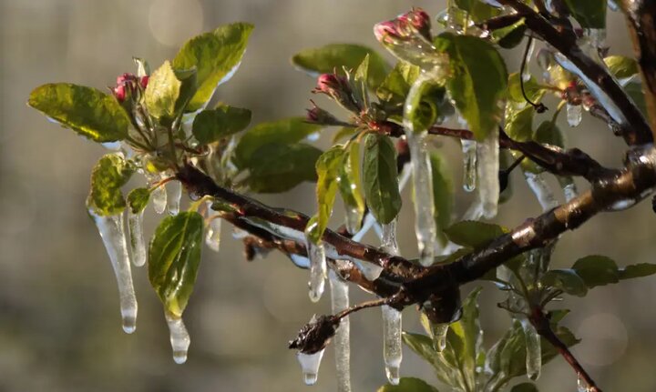 بهترین شیوه‌ها و زمان‌بندی‌ برای جلوگیری از سرمازدگی باغات