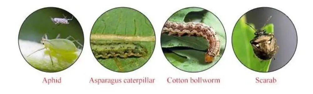 حشره کش های خطرناک برای انسان