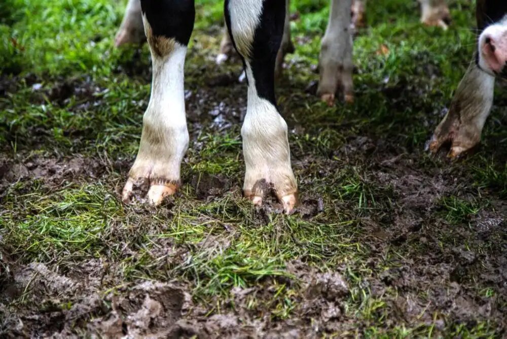 نشانه بیماری تب برفکی در سم های حیواات 