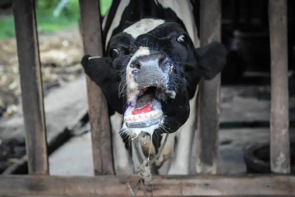 علائم تب برفکی در گاو 