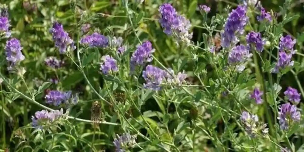 خاک مناسب برای کشت یونجه 