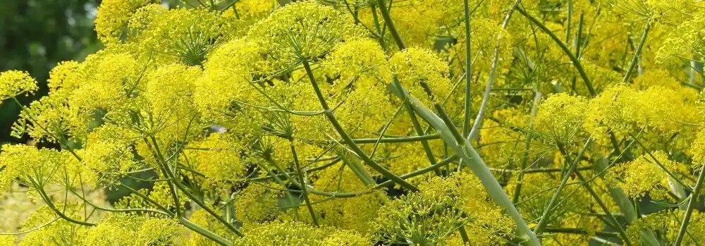 صمغ گیاه باریجه صادراتی و پرسود