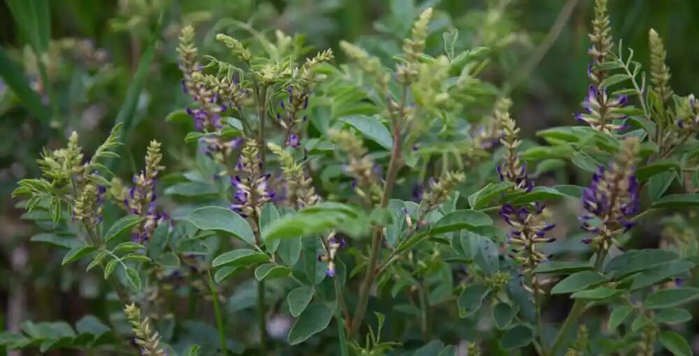 ریشه شیرین بیان گیاه پرسود صادراتی 