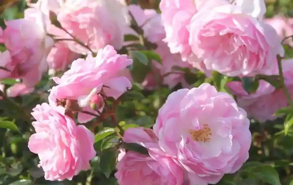 گل محمدی پرسودترین گیاه دارویی