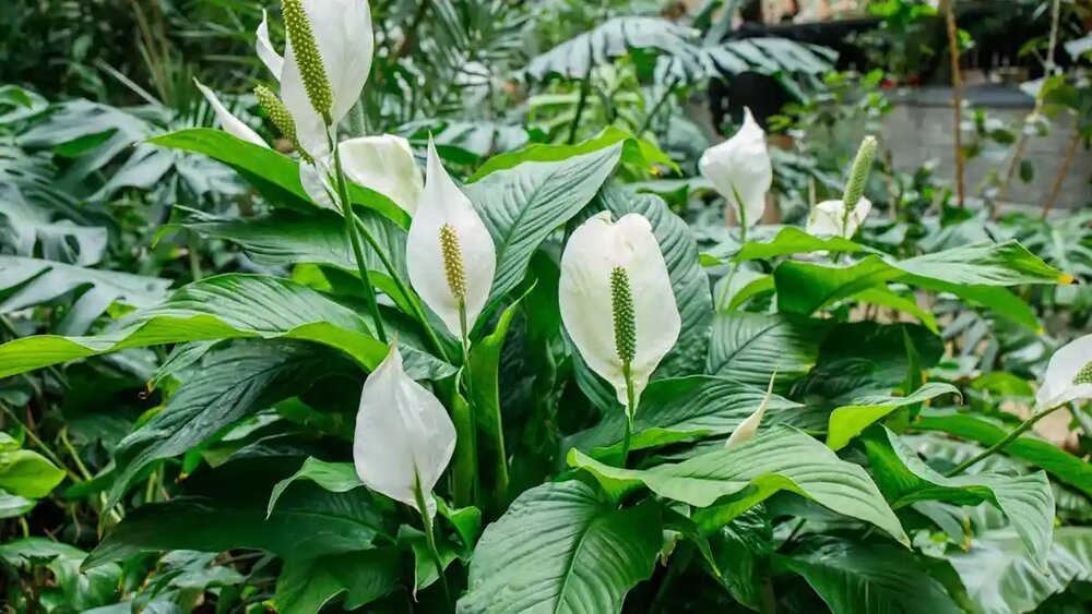 اسپاتی فیلوم یکی از بهترین گلهای آپارتمانی سایه دوست