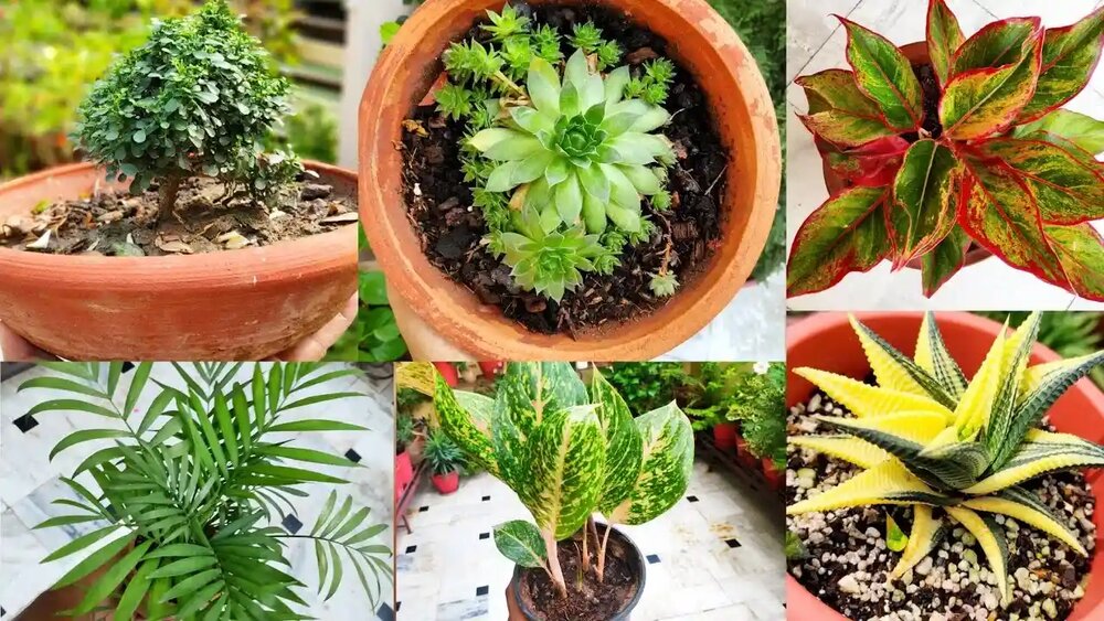 نحوه نگداری گلهای آپارتمانی سایه دوست