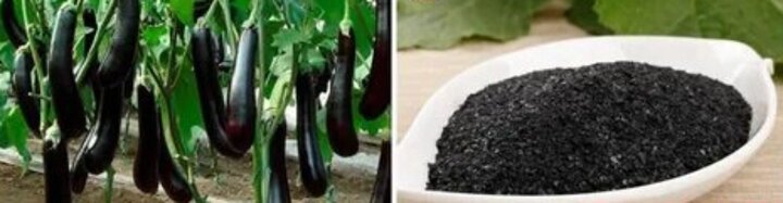 کود جلبک دریایی چیست؟ بهترین زمان و نحوه استفاده از کود جلبک دریایی