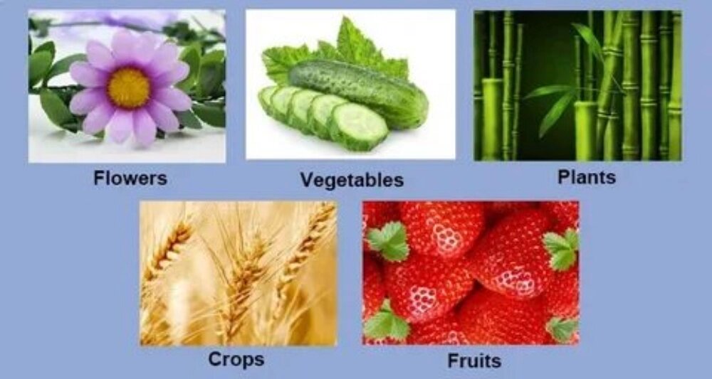 کود جلبک دریایی برای این گیاهان مفید است