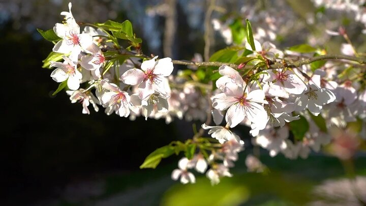 صفر تا صد اصول باغداری در فصل بهار: 6 قدم حیاتی و مهم برای باغی پربار