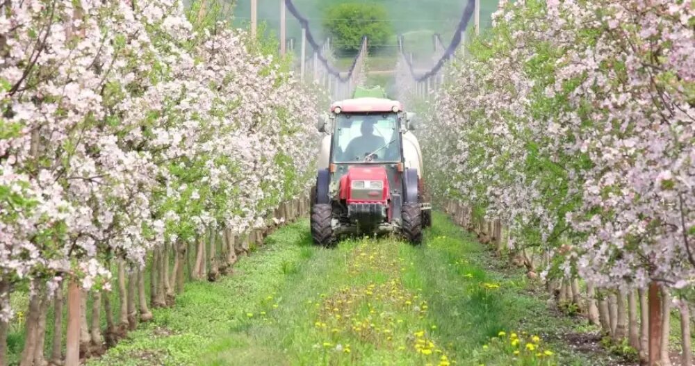 سم پاشی درختان میوه