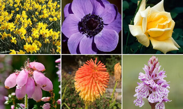 ۴۰ مورد از زیباترین گل‌های رنگارنگ فصل بهار؛ معرفی گل‌های مقاوم برای باغچه