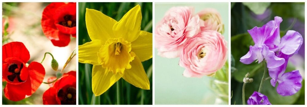 گلهای رنگارنگ در فصل بهار