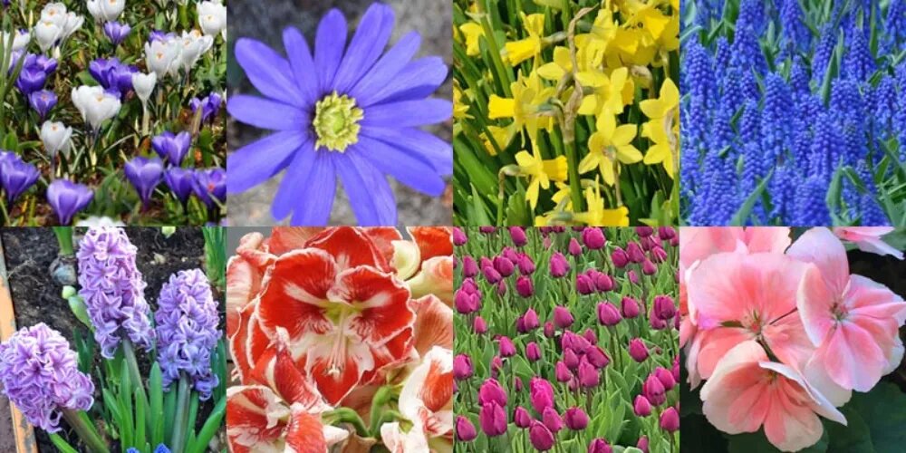 گلهای فصل بهار