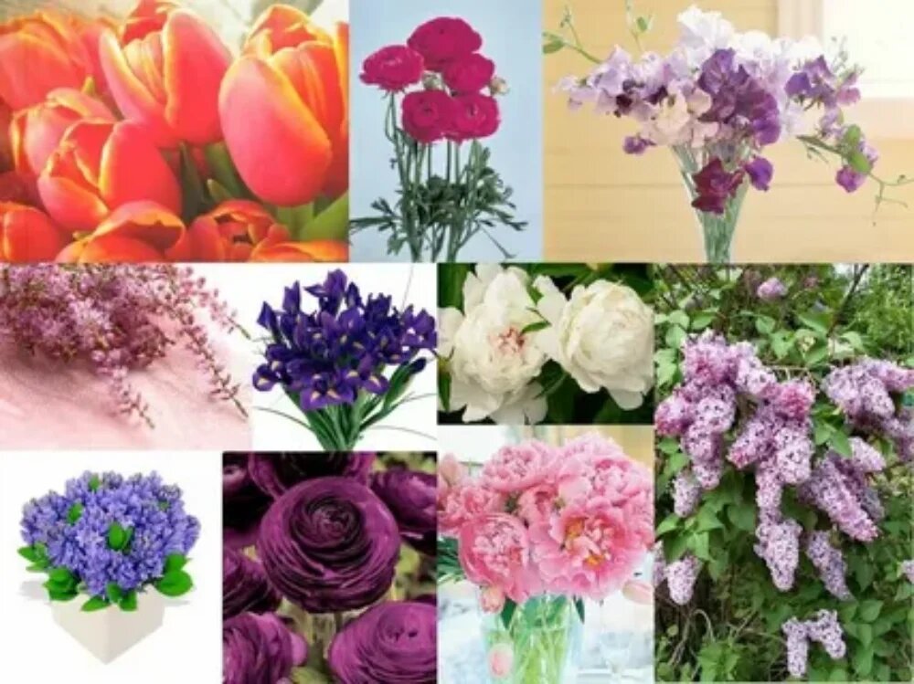 گلهای رنگارنگ فصل بهار برای باغچه