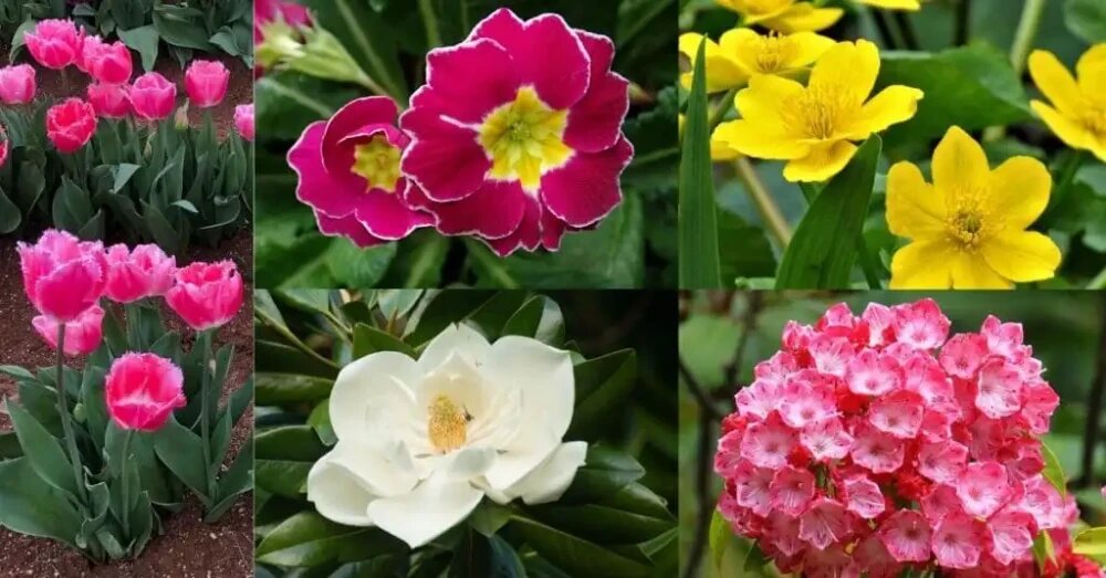 گلهای فصل بهار برای باغچه
