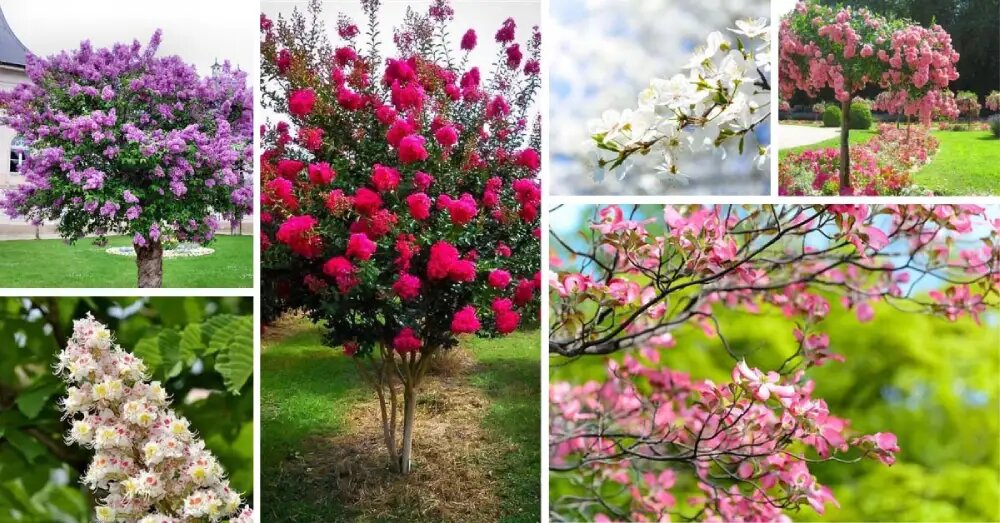 درختان رنگارنگ فصل بهار