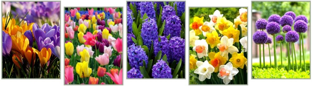 گلهای رنگارنگ فصل بهار