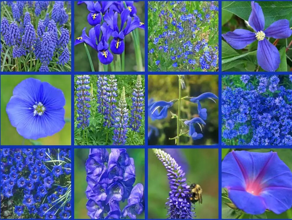 گلهای رنگارنگ فصل بهار آبی رنگ