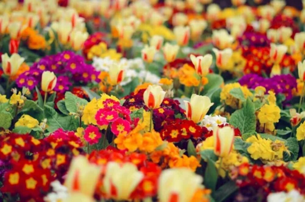 گلهای فصل بهار رنگارنگ