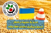 تمدید یک مصوبه در انتظار تسهیل و پیگیری سازمان حفظ نباتات/ خطر نابودی بیخ گوش وارد کنندگان نهاده از اوکراین+ مستندات