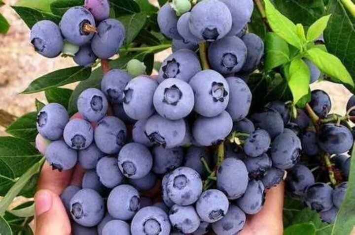 صفر تا صد کاشت بلوبری در خانه + جدول عیب‌یابی تخصصی