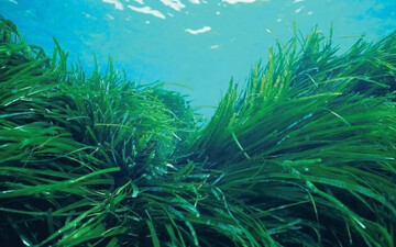 آموزش صفر تا صد پرورش جلبک اسپیرولینا + تولید طلای سبز در خانه