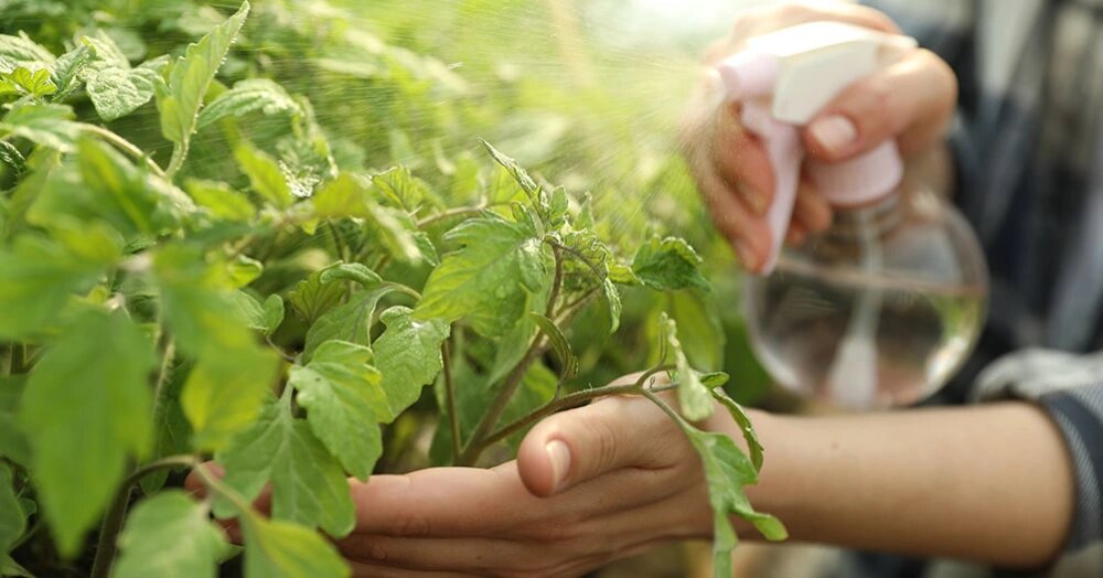 نکات حرفه ای زمان سم پاشی افت کش گیاهی