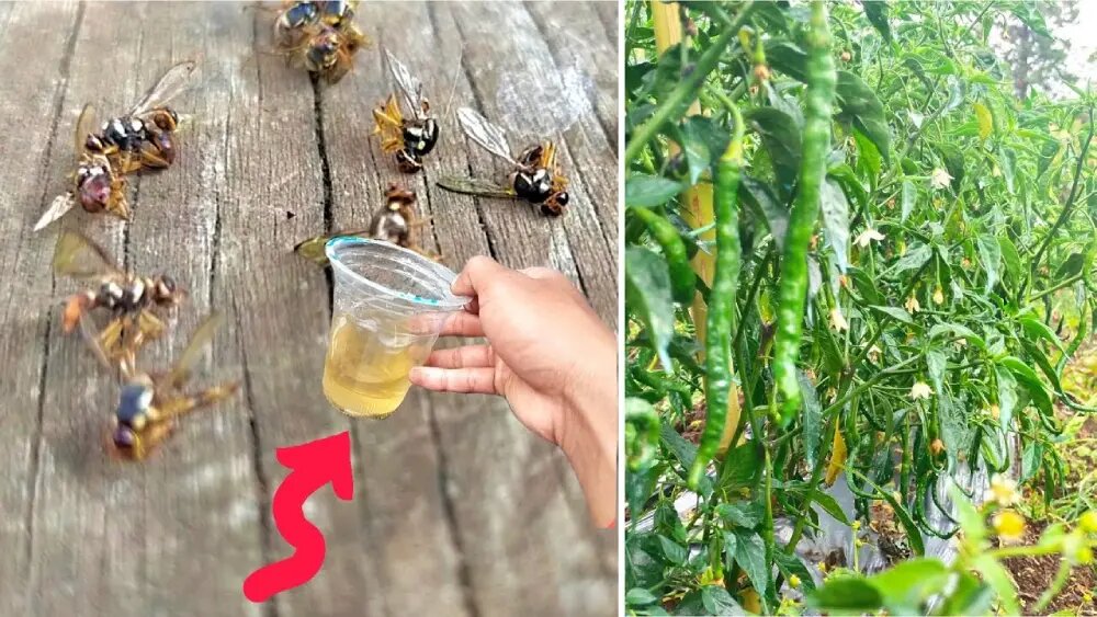 مزایا و چالش های آفت کش های گیاهی