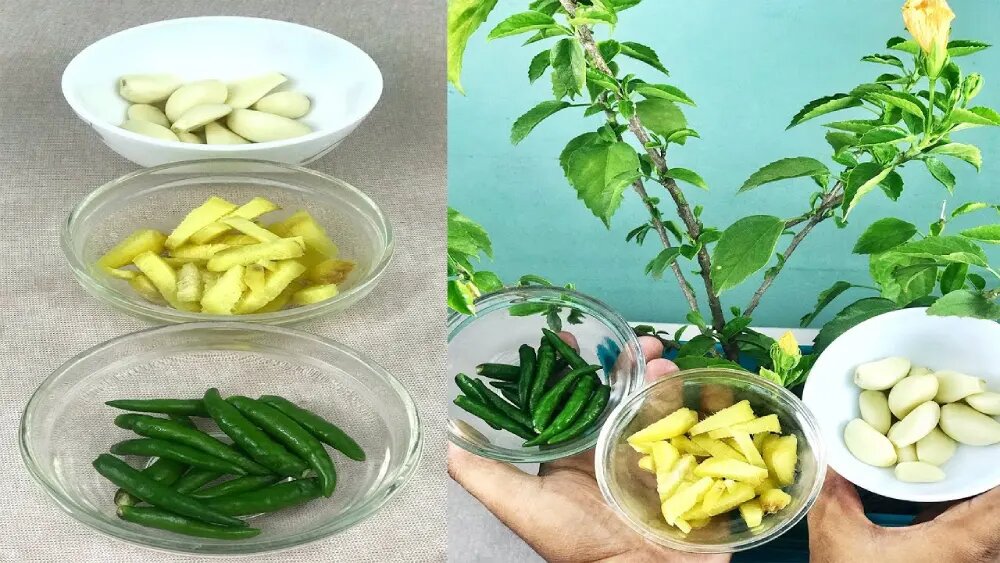 آفت کش گیاهی سیرو فلفل