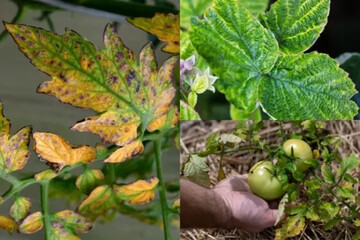 چرا گیاه من زرد می‌شود؟ راهنمای جامع تشخیص و درمان کمبود عناصر غذایی