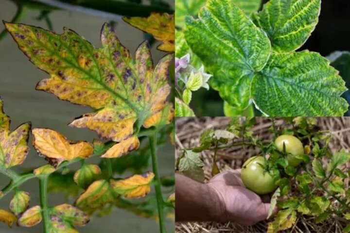 چرا گیاه من زرد می‌شود؟ راهنمای جامع تشخیص و درمان کمبود عناصر غذایی