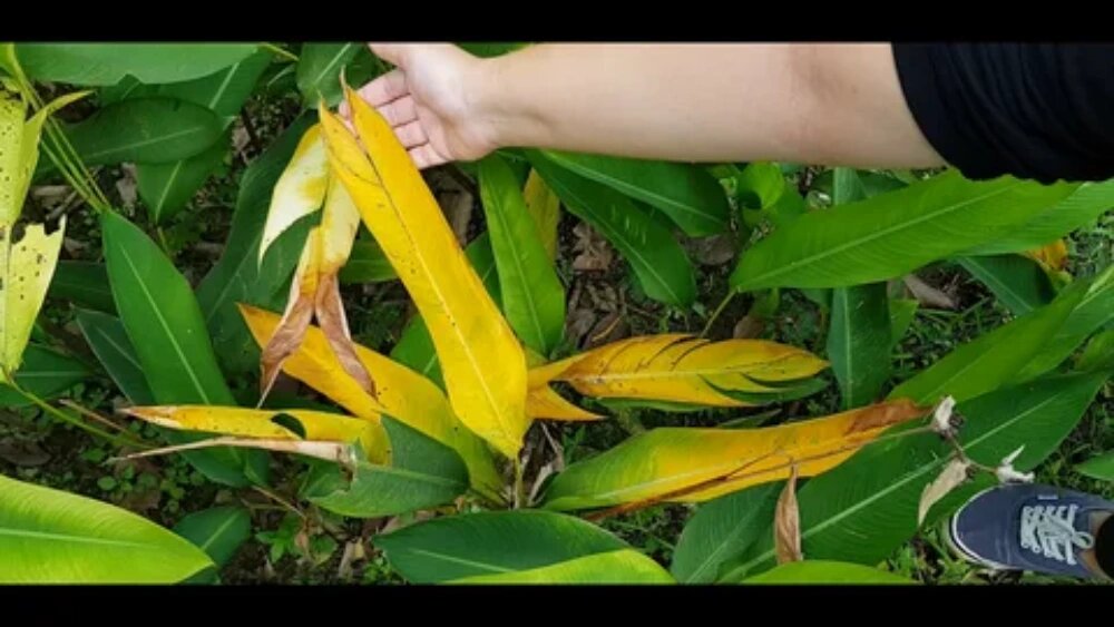 علائم کمبود عناصر در گیاهان