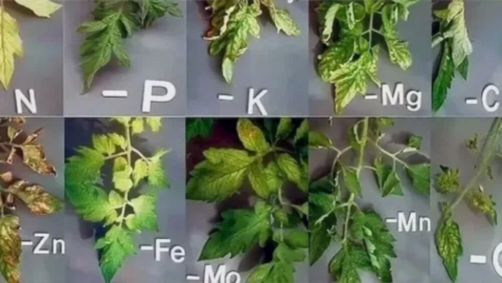 جدول کمبود عناصر در گیاهان