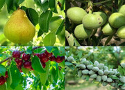 بهترین کود برای رشد سریع درختان میوه چیست؟ راهنمای کامل باغداران