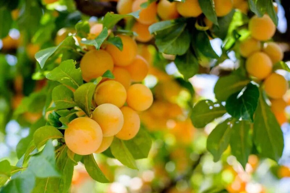 بهترین کود برای درختان میوه