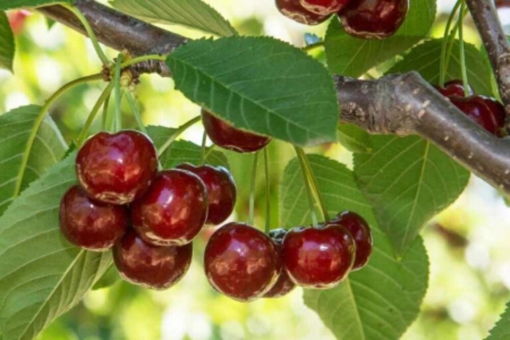 بهترین کود ارگانیک برای درختان میوه