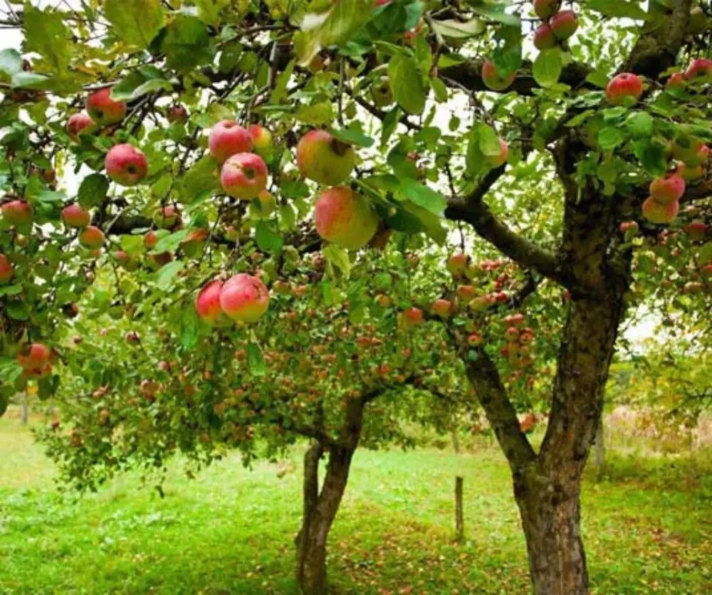کود برای رشد سریع درختان میوه