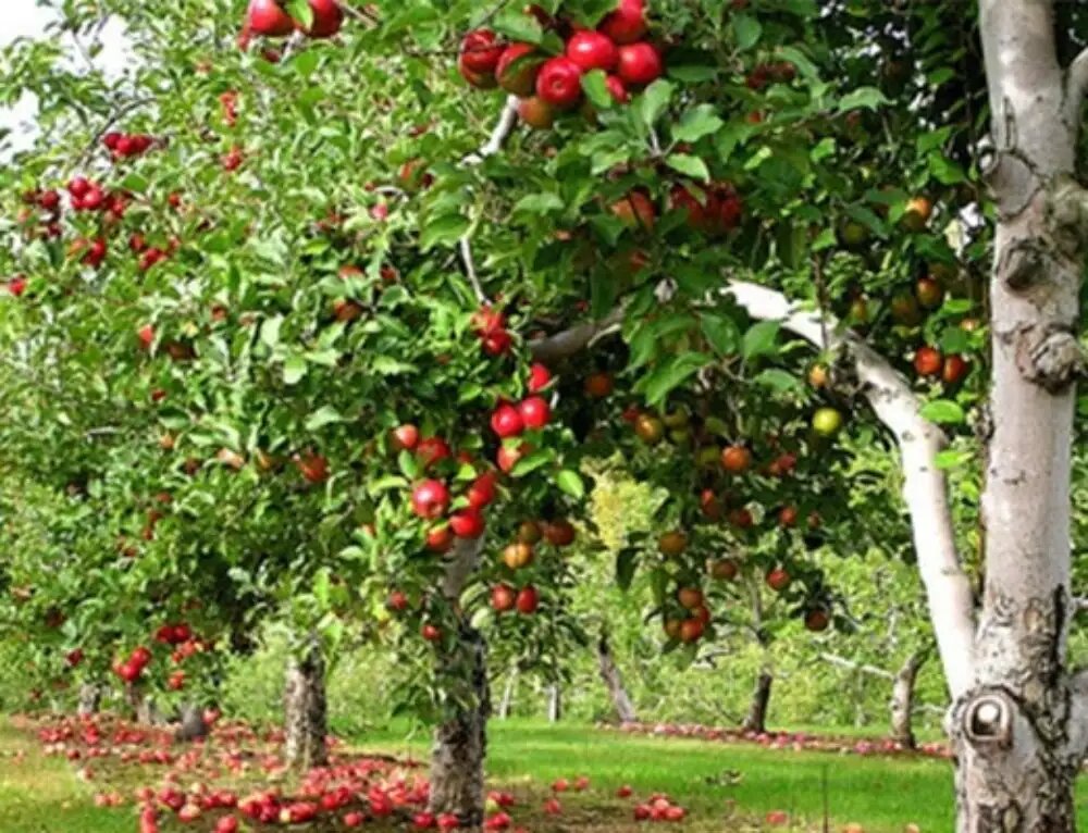 بهترین کود برای رشد سریع درختان میوه