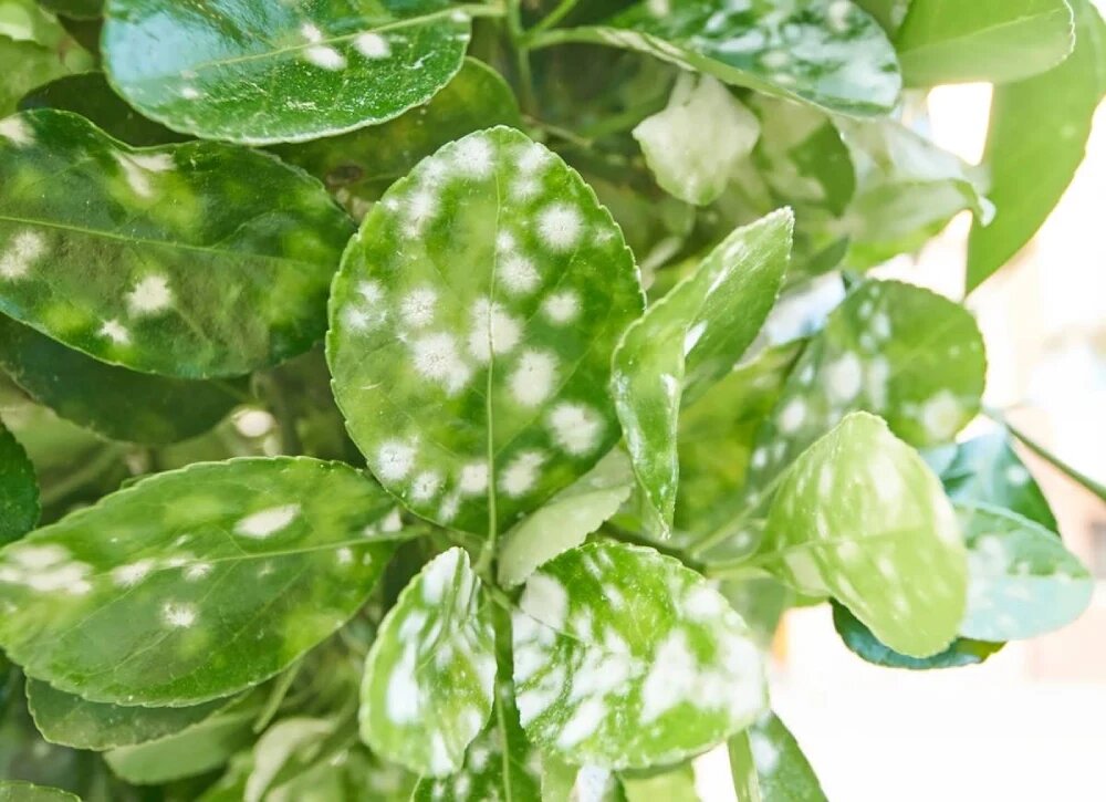 سفیدک گیاهان آپارتمانی